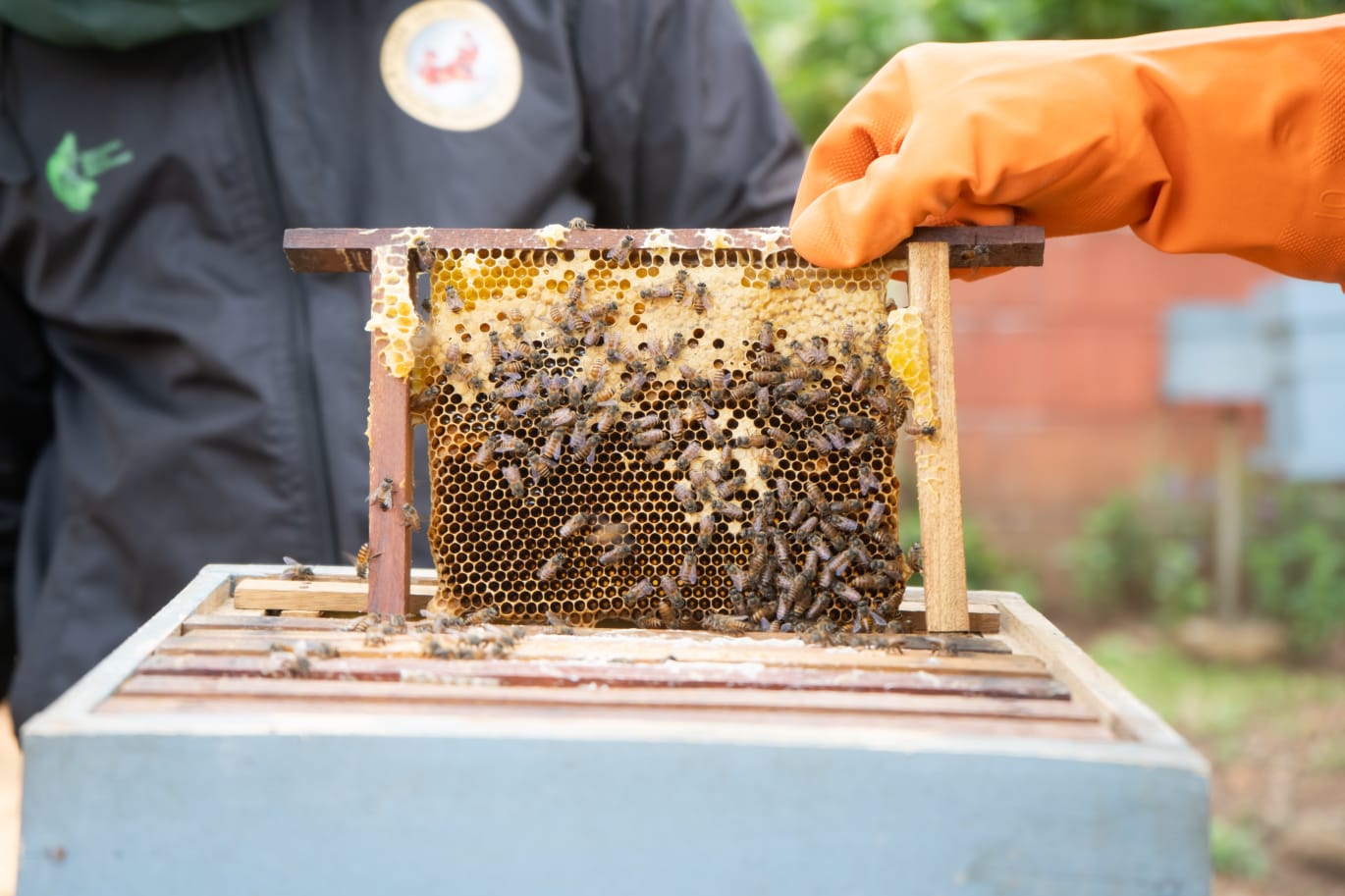 Honey harvesting
